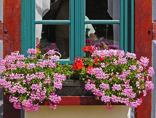 Balkon- und Kübelpflanzen
