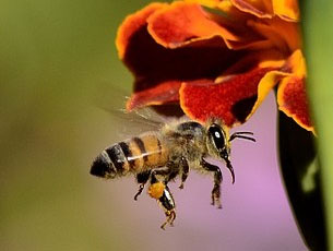 Honigbiene und Hummel